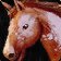 Icono de Brida de caballo marrón