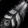 Icono de Pluma ligera
