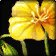 Icono de Ramo de narcisos