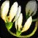 Icono de Flores recién cogidas