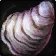 Icono de Concha lustrosa
